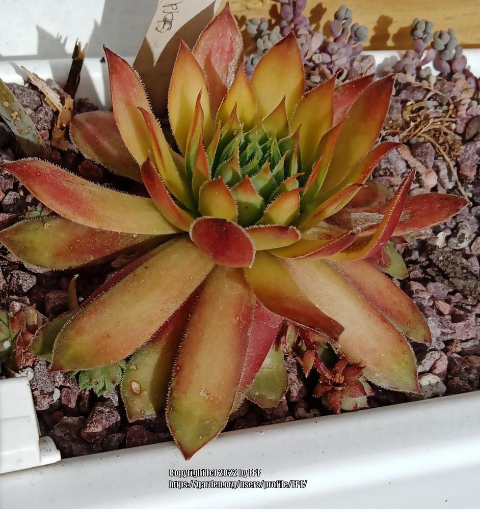 Photo of Hen and Chicks (Sempervivum 'Gold Rush') uploaded by FPF