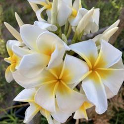 Location: Tampa, Florida
Date: 2022-05-08
My very own seedgrown plumeria named "Sampaguita's Curly" named a