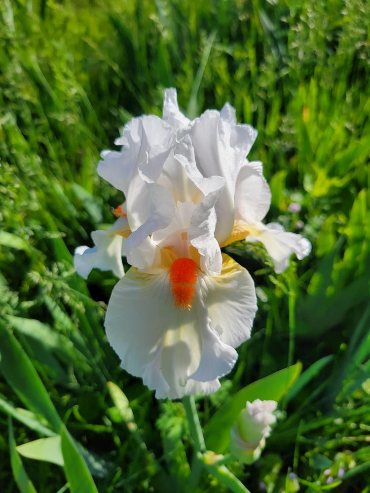 Photo of Tall Bearded Iris (Iris 'White Hot') uploaded by KyDeltaD
