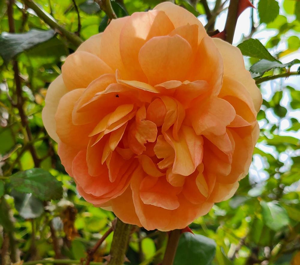 Photo of English Shrub Rose (Rosa 'Pat Austin') uploaded by LoriMT