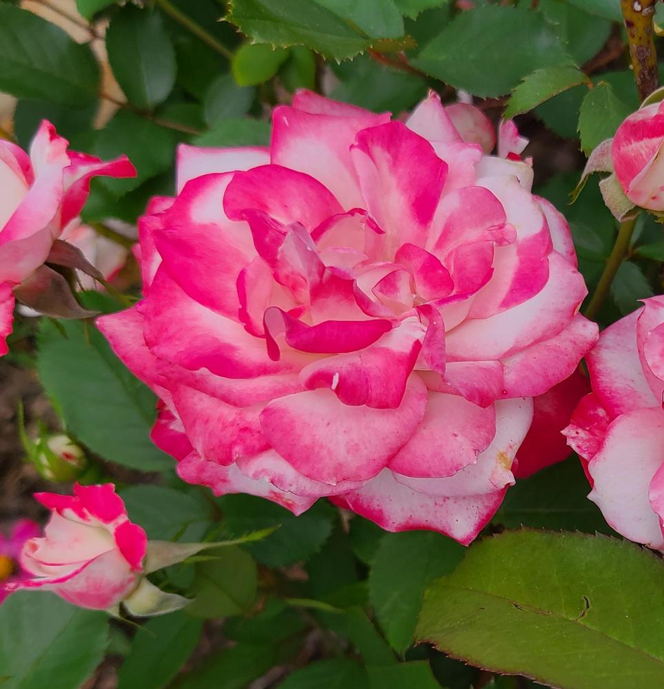Photo of Hybrid Tea Rose (Rosa 'Double Delight') uploaded by LoriMT