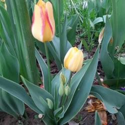 
Date: 2022-05-06
'Antoinette' tulip showing color change over time & multiple bloo