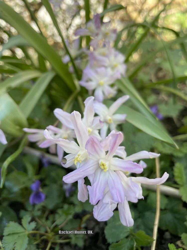Photo of Glory of the snow (Scilla forbesii 'Pink Giant') uploaded by RachaelHunter