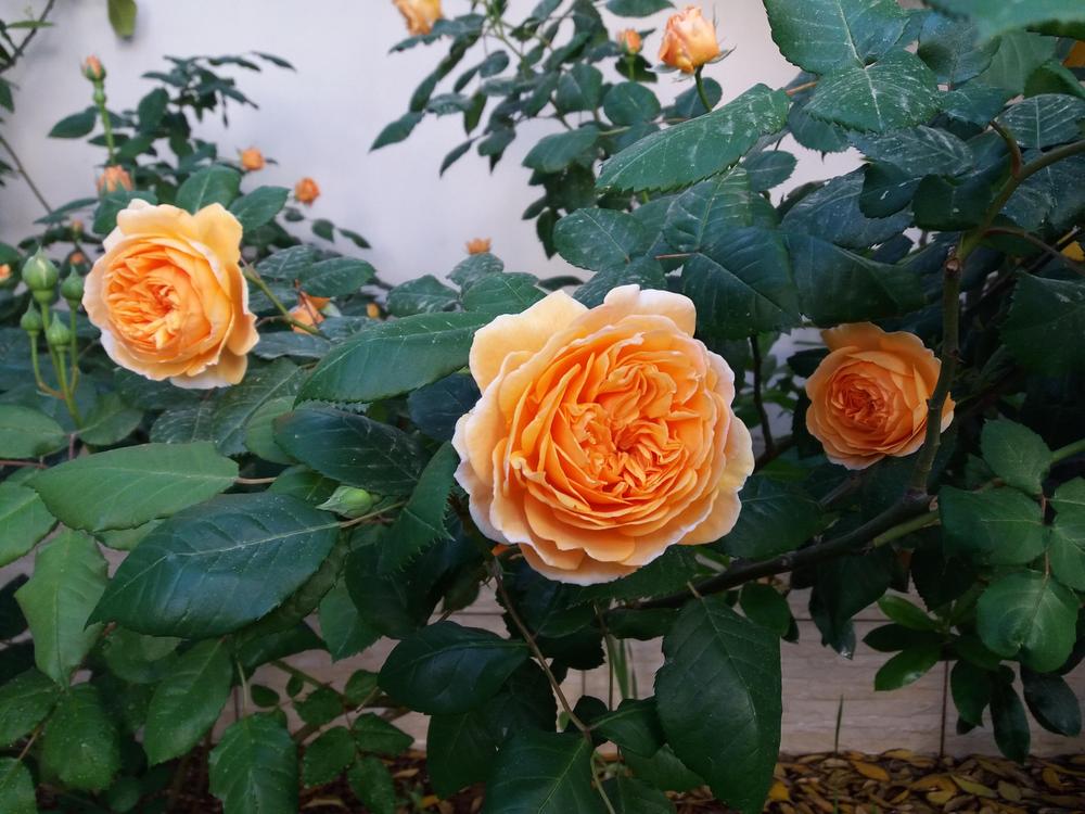 Photo of English Shrub Rose (Rosa 'Crown Princess Margareta') uploaded by antmur25