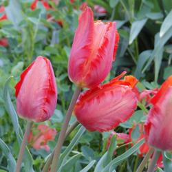 Location: southeast Nebraska 
Date: 2022-05-06
Fragrant perennial tulip. Has multiplied for me.