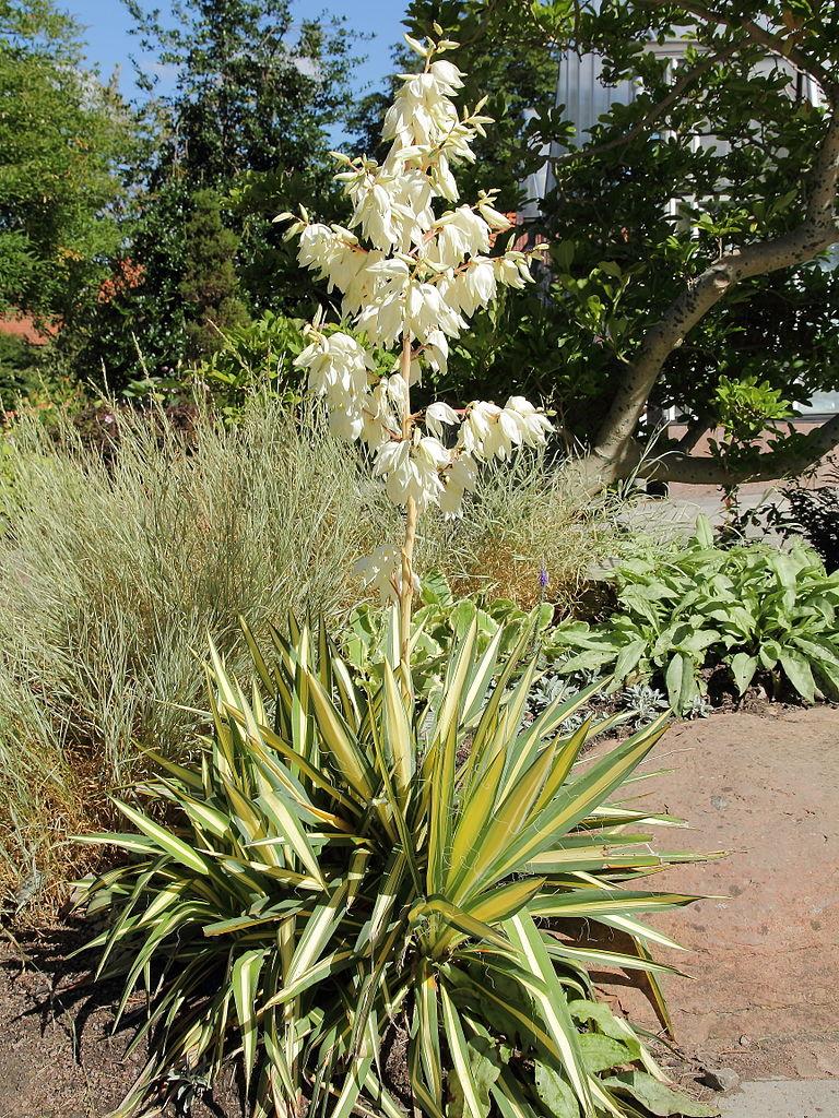 Photo of Adam's Needle (Yucca filamentosa 'Color Guard') uploaded by robertduval14