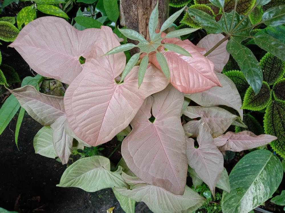 Photo of African Evergreen (Syngonium podophyllum 'Neon Pink') uploaded by tofitropic