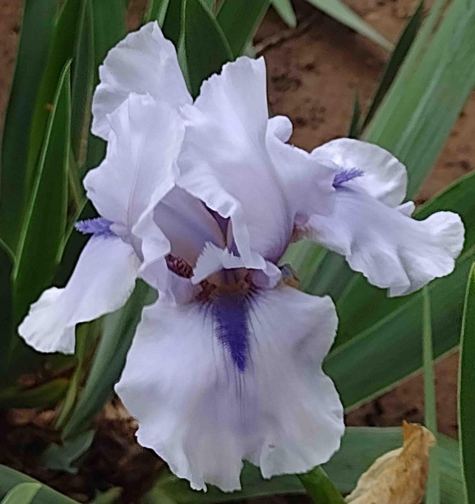 Photo of Tall Bearded Iris (Iris 'Blue Fin') uploaded by Bloombuddie