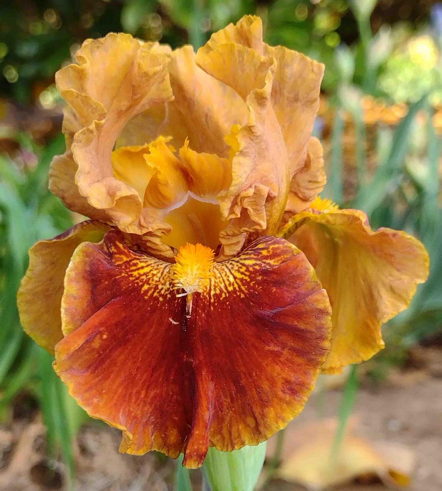 Photo of Border Bearded Iris (Iris 'Rustler's Rhapsody') uploaded by Bloombuddie