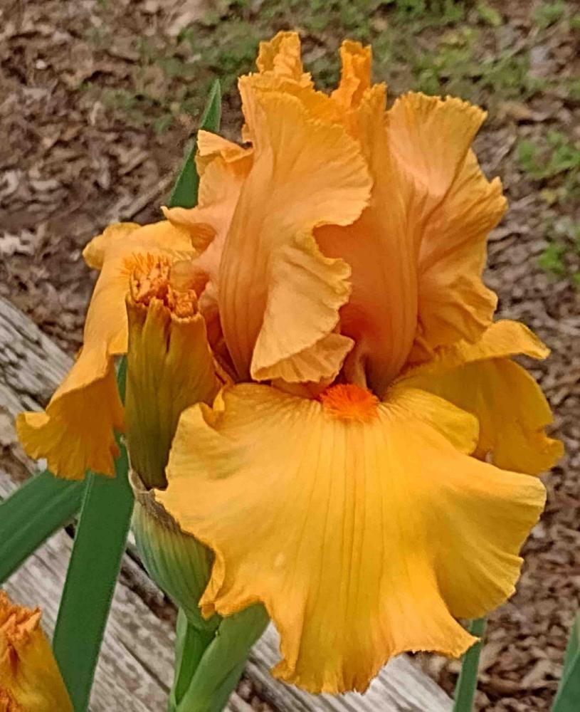 Photo of Tall Bearded Iris (Iris 'Savannah Sunset') uploaded by Bloombuddie