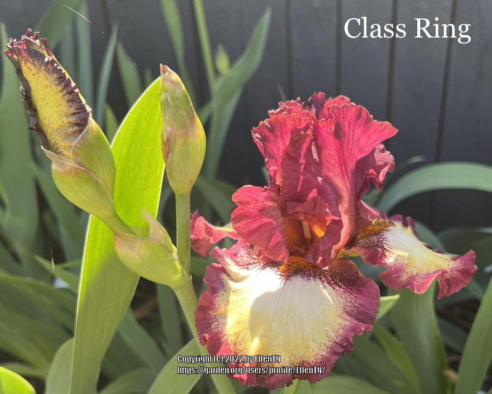 Photo of Tall Bearded Iris (Iris 'Class Ring') uploaded by EllenTN