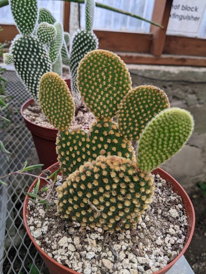 Photo of Prickly Pears (Opuntia) uploaded by Joy