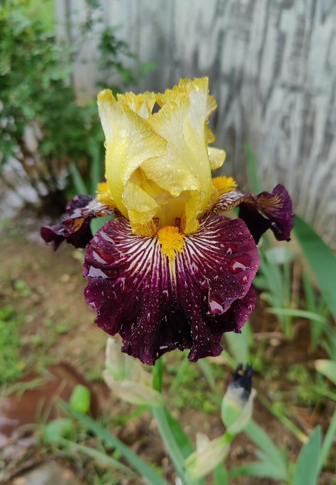 Photo of Tall Bearded Iris (Iris 'Reckless Abandon') uploaded by ScarletBandit