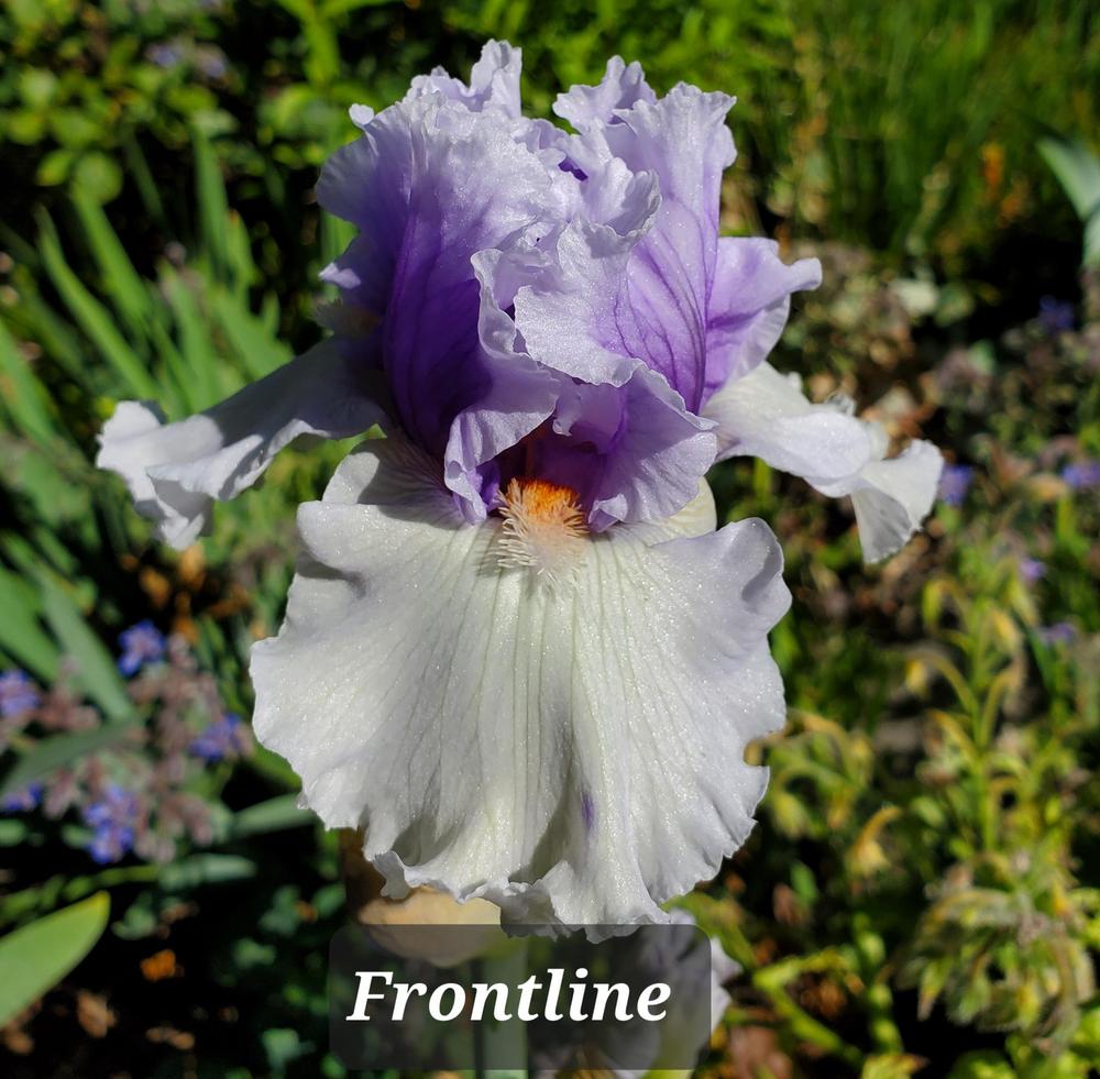 Photo of Tall Bearded Iris (Iris 'Frontline') uploaded by jigs1968