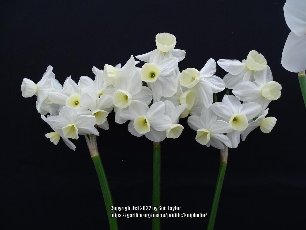 Photo of Tazetta Daffodil (Narcissus 'Silver Chimes') uploaded by kniphofia