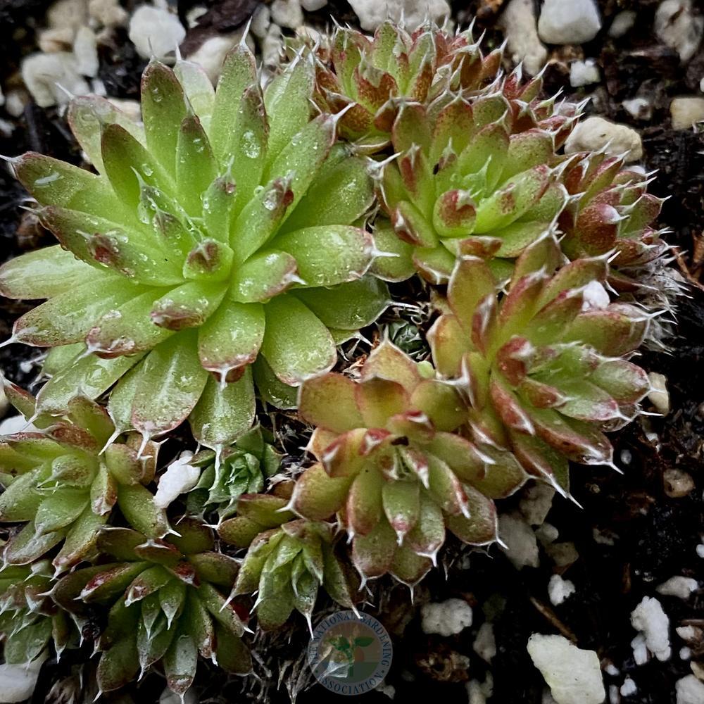 Photo of Orostachys uploaded by springcolor