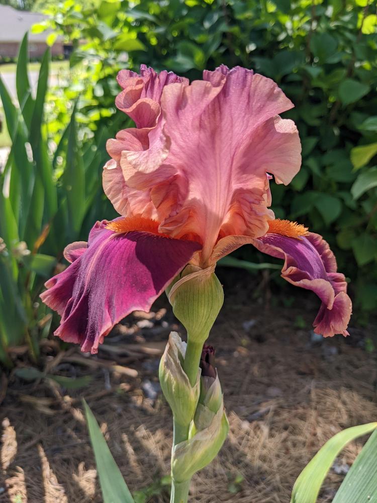 Photo of Tall Bearded Iris (Iris 'Impressionist') uploaded by DixieSwede