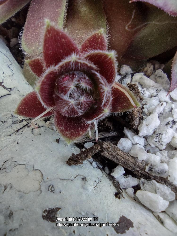 Photo of Hen and Chicks (Sempervivum 'Director Jacobs') uploaded by FPF