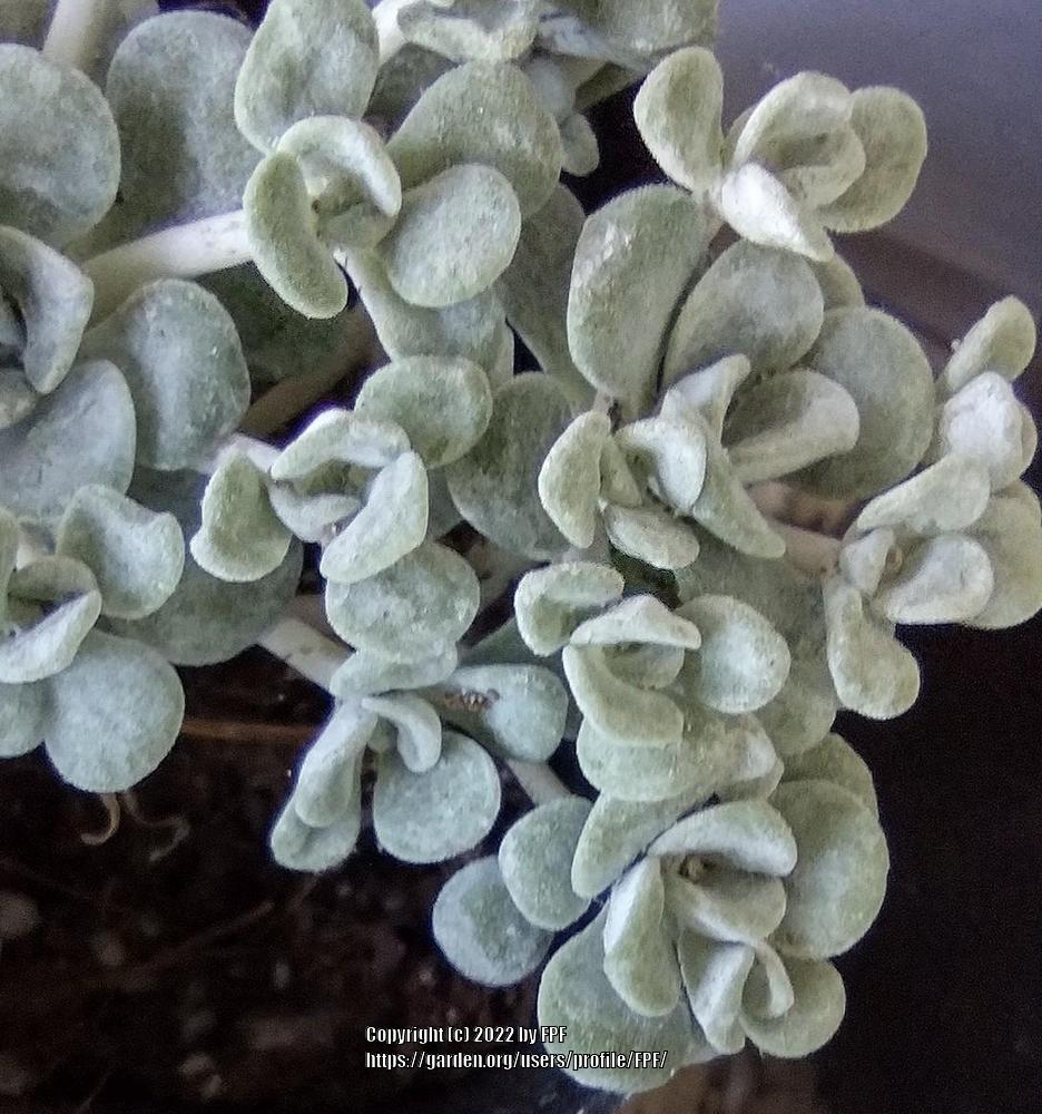 Photo of Pacific Stonecrop (Sedum spathulifolium 'Harvest Moon') uploaded by FPF