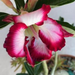 Location: Tampa, Florida
Date: 2022-05-08
First bloom on Mother’s Day, my 2 year old desert rose seedling