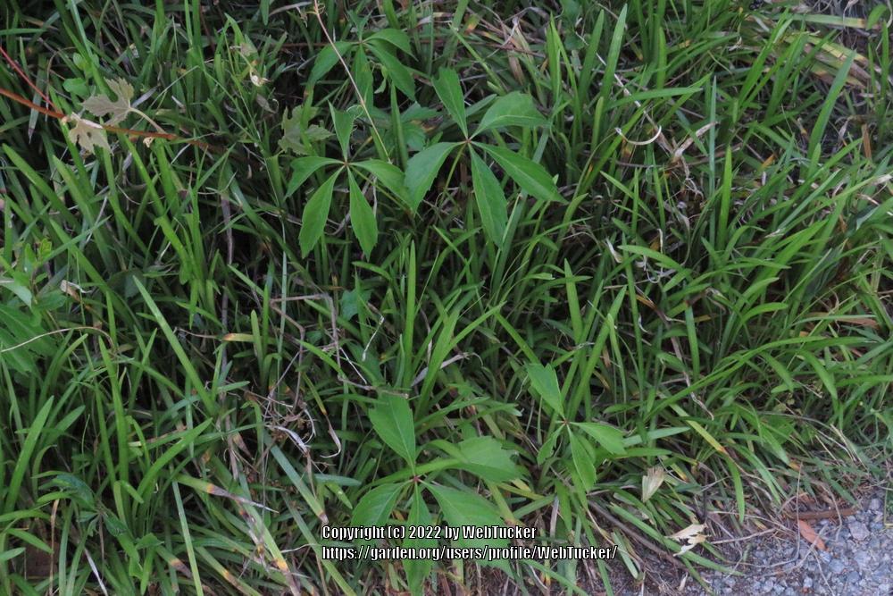 Photo of Virginia Creeper (Parthenocissus quinquefolia) uploaded by WebTucker