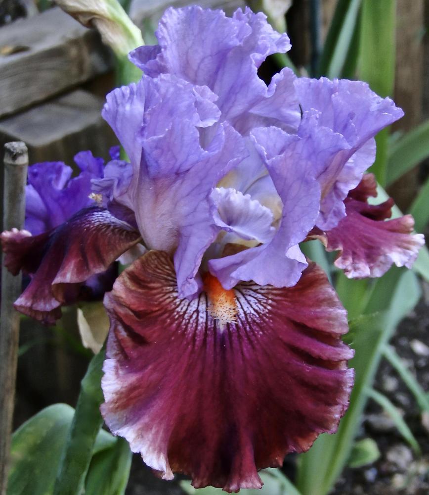 Photo of Tall Bearded Iris (Iris 'Tempo Rouge') uploaded by golden_goddess