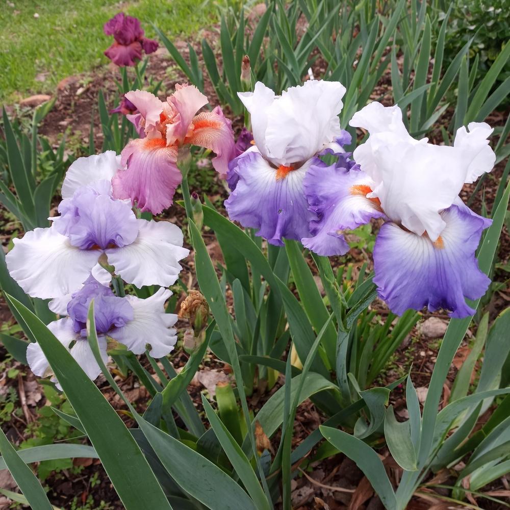 Photo of Tall Bearded Iris (Iris 'Brussels') uploaded by FAIRYROSE