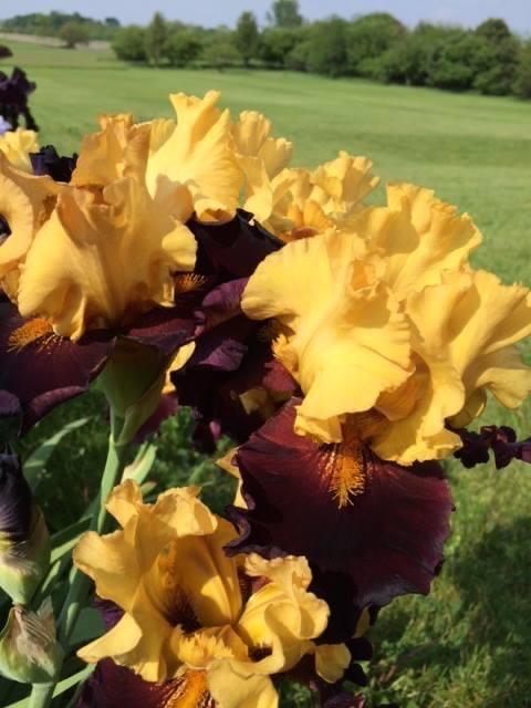 Photo of Tall Bearded Iris (Iris 'Kathy Chilton') uploaded by Kayakcowgirl