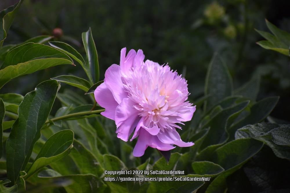 Photo of Peony (Paeonia lactiflora 'Monsieur Jules Elie') uploaded by SoCalGardenNut