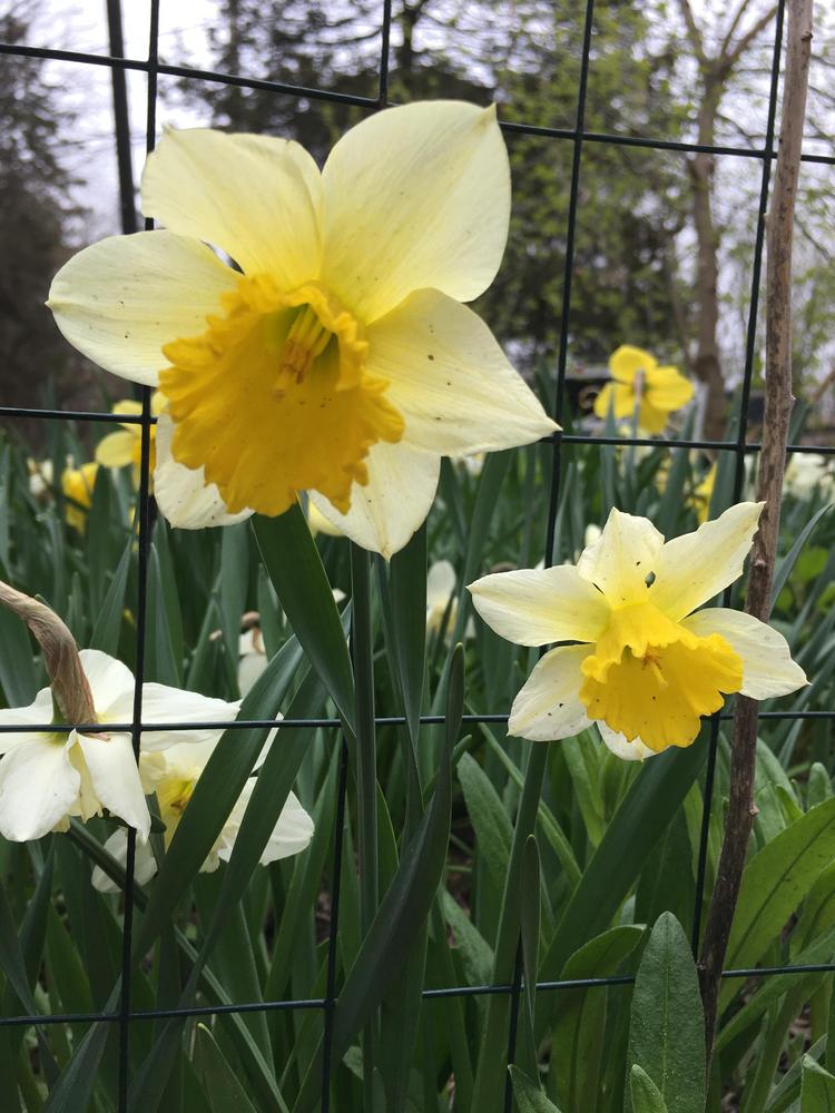 Photo of Daffodils (Narcissus) uploaded by antsinmypants