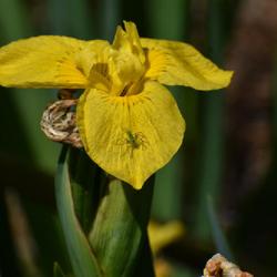 Location: Botanical Gardens of the State of Georgia...Athens, Ga
Date: 2022-05-10
Yellow Flag Iris With A Green Lynx Spider 003