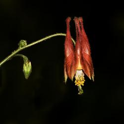 Location: Botanical Gardens of the State of Georgia...Athens, Ga
Date: 2022-05-10
Red Columbine 014