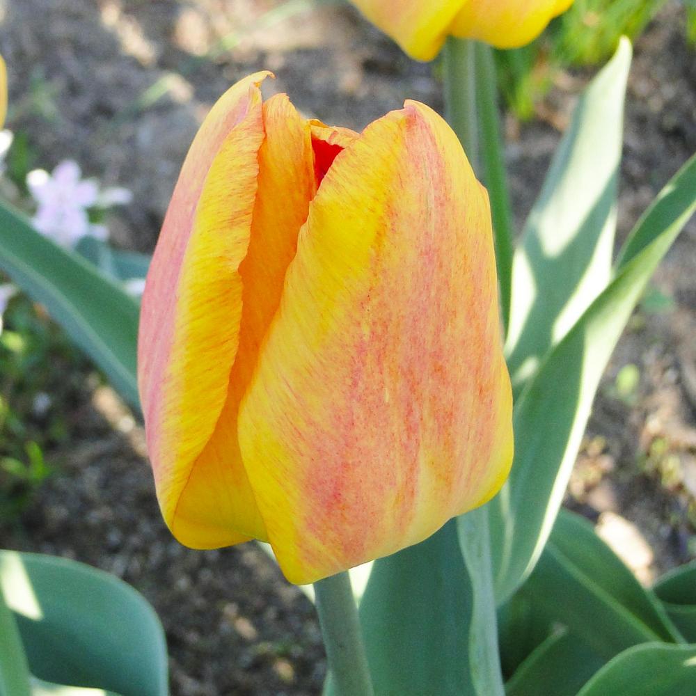 Photo of Single Early Tulip (Tulipa 'Generaal de Wet') uploaded by lauriemorningglory