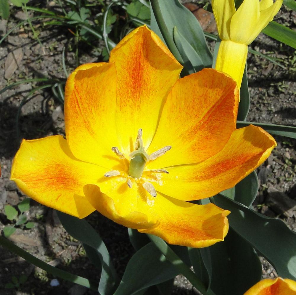 Photo of Single Early Tulip (Tulipa 'Generaal de Wet') uploaded by lauriemorningglory