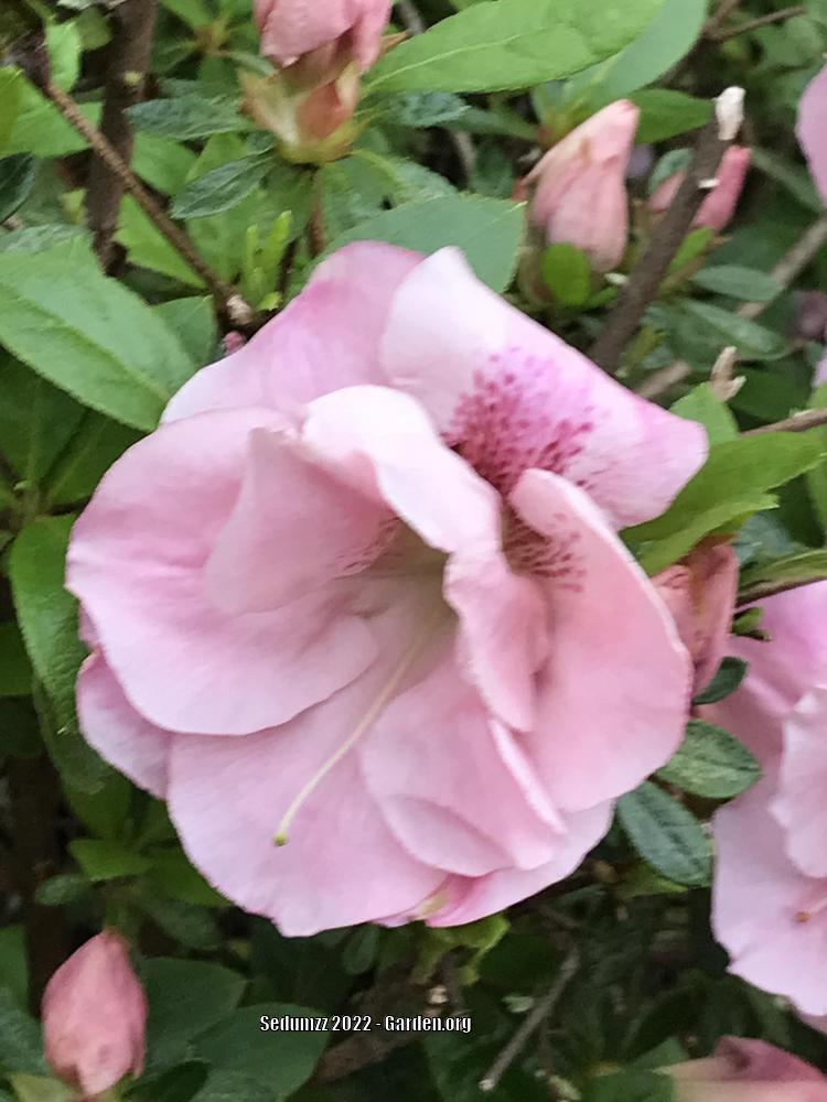 Photo of Azalea (Rhododendron 'Rosebud') uploaded by sedumzz