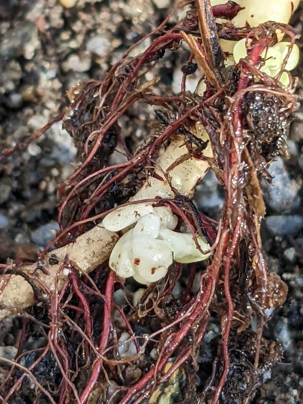 Photo of Pacific Stonecrop (Sedum spathulifolium) uploaded by Aeonium2003