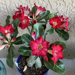 Location: My garden in Tampa, Florida
Date: 2022-05-11
My clearance rescue desert rose, this one is seedgrown.