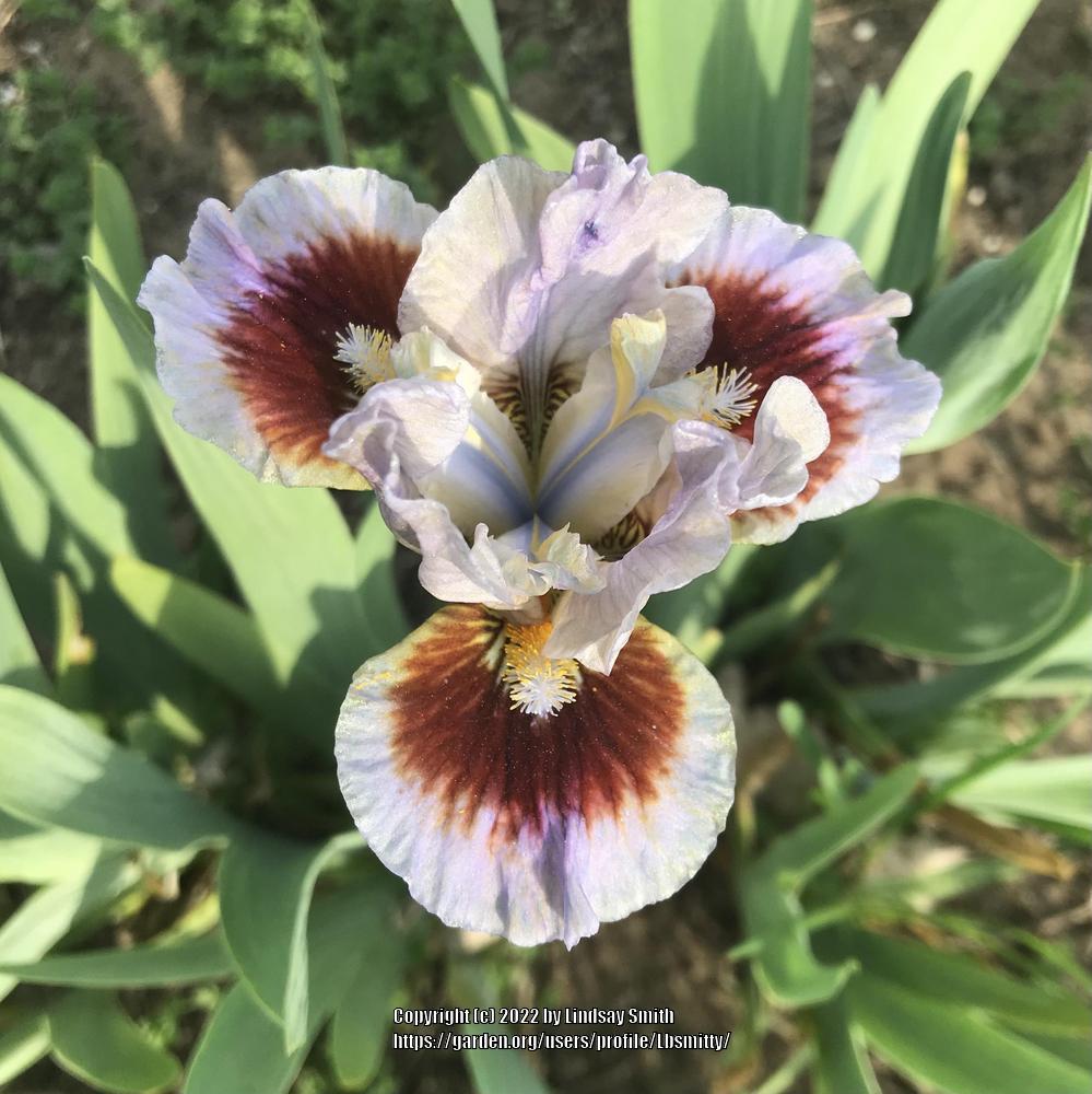 Photo of Standard Dwarf Bearded Iris (Iris 'Going in Circles') uploaded by Lbsmitty