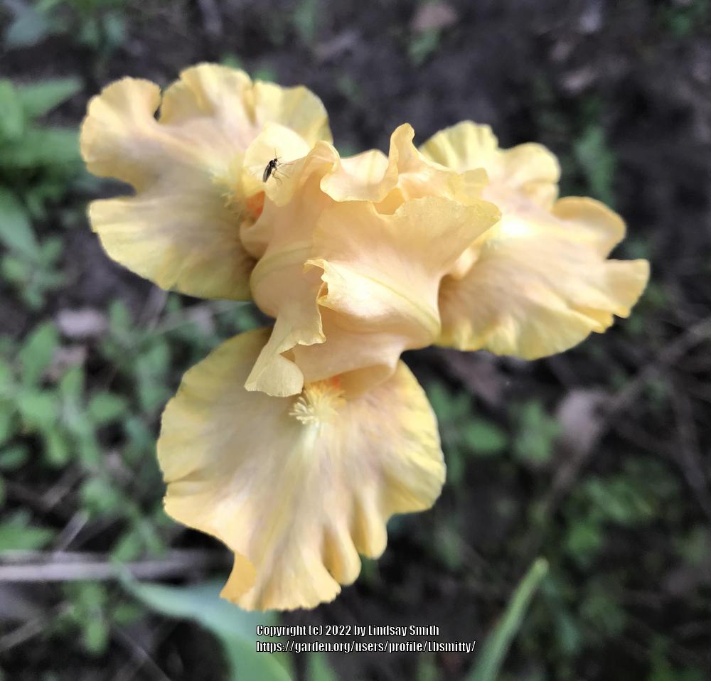 Photo of Standard Dwarf Bearded Iris (Iris 'All Ruffled Up') uploaded by Lbsmitty