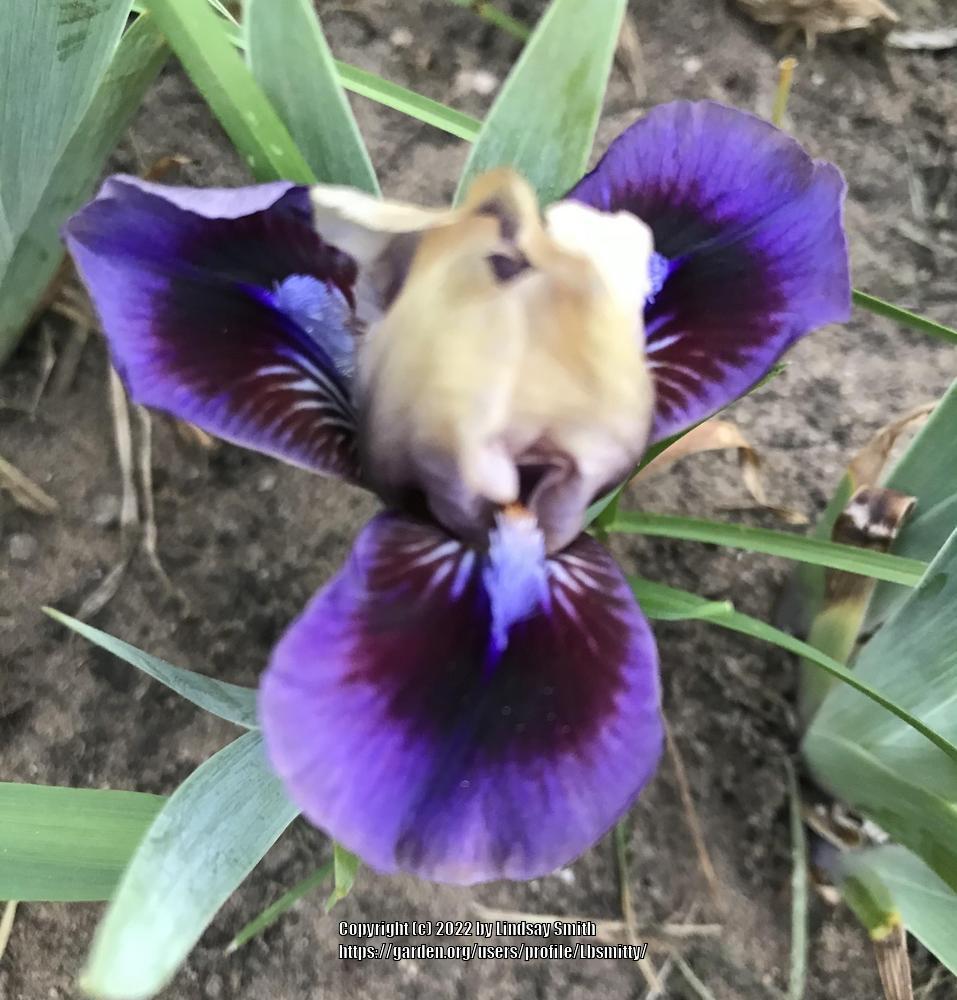 Photo of Standard Dwarf Bearded Iris (Iris 'Abuzz with Charm') uploaded by Lbsmitty