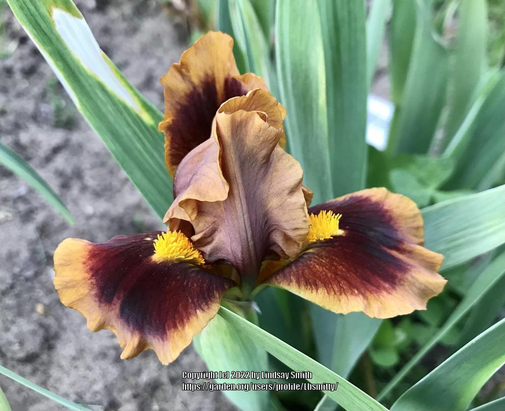 Photo of Standard Dwarf Bearded Iris (Iris 'Gingerbread Trim') uploaded by Lbsmitty
