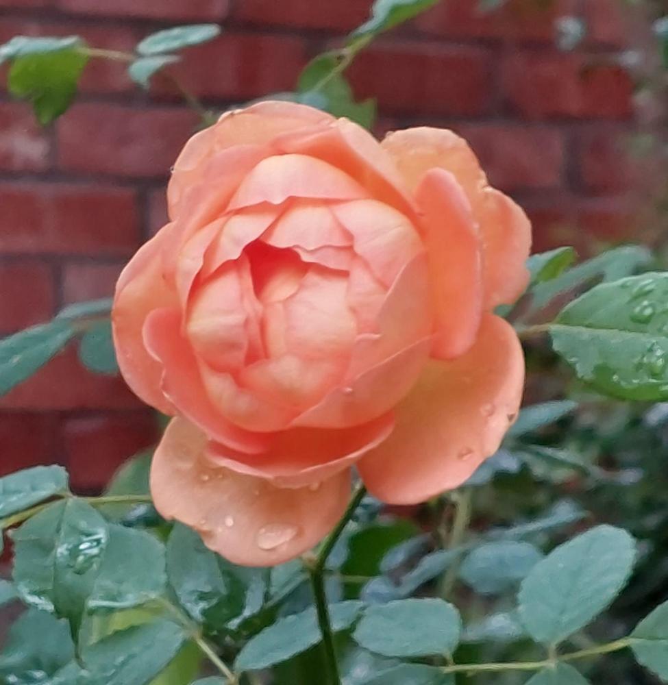 Photo of English Shrub Rose (Rosa 'Lady of Shalott') uploaded by LindsayG