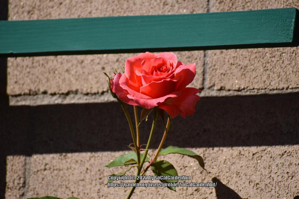 Photo of Rose (Rosa 'America') uploaded by SoCalGardenNut