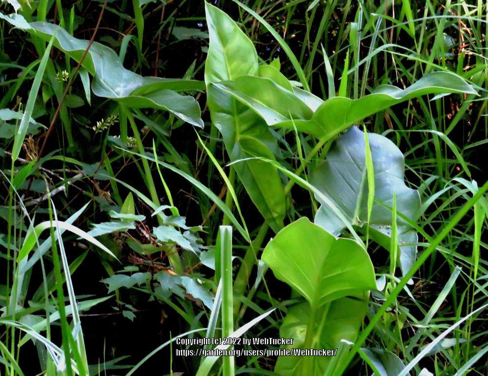 Photo of Green Arrow Arum (Peltandra virginica) uploaded by WebTucker