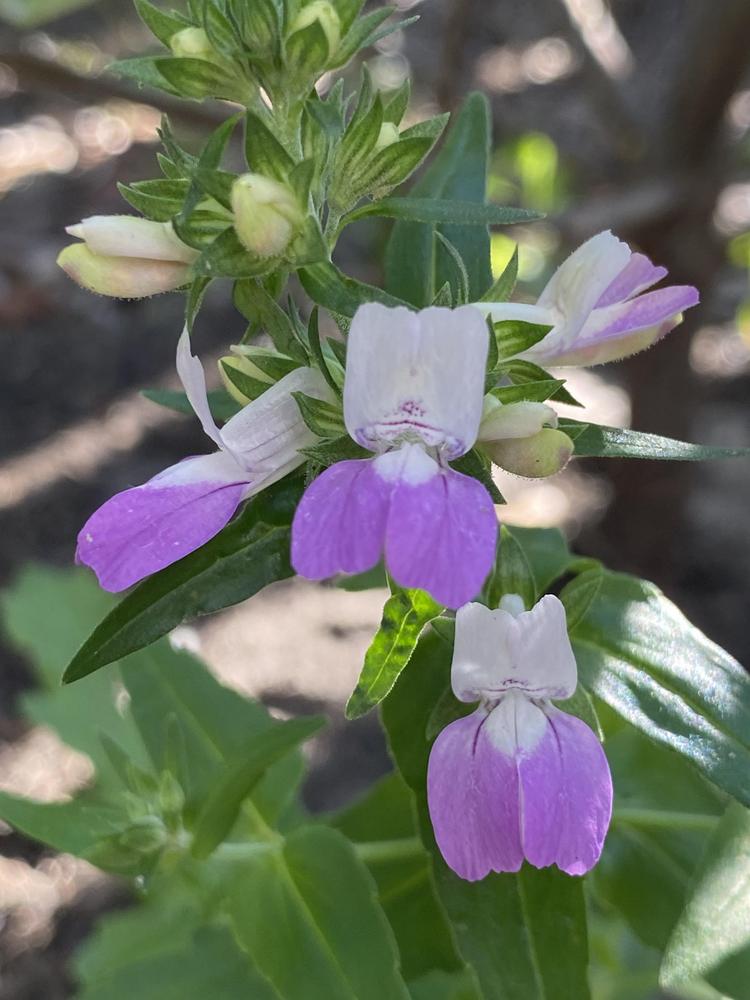 Photo of Chinese Houses (Collinsia heterophylla) uploaded by aikenforflowers