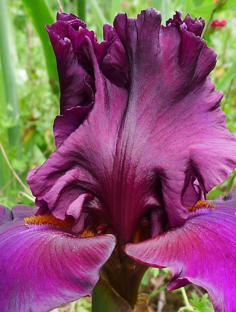 Photo of Tall Bearded Iris (Iris 'Red Handed') uploaded by janwax