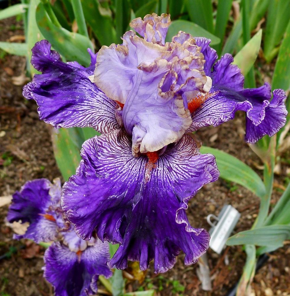 Photo of Tall Bearded Iris (Iris 'Bratislavan Prince') uploaded by janwax