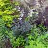 Second year plant in bloom, getting overrun by Greg's Mistflower,