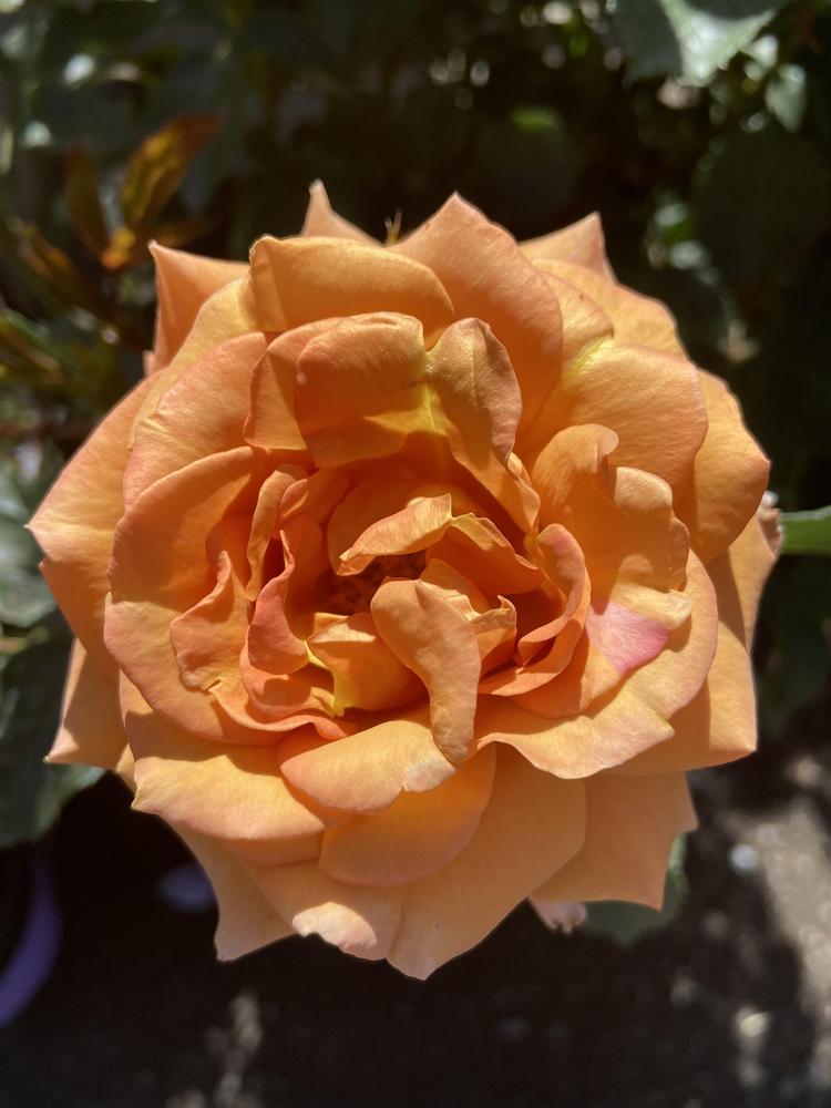 Photo of Rose (Rosa 'Gingersnap') uploaded by Calif_Sue