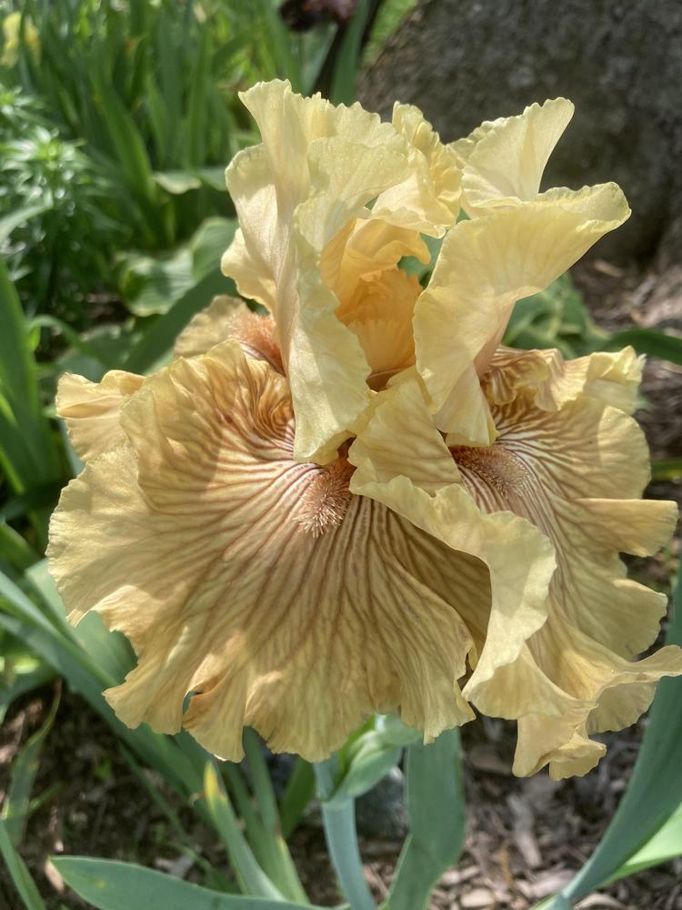 Photo of Tall Bearded Iris (Iris 'Just Crazy') uploaded by DonnaKribs